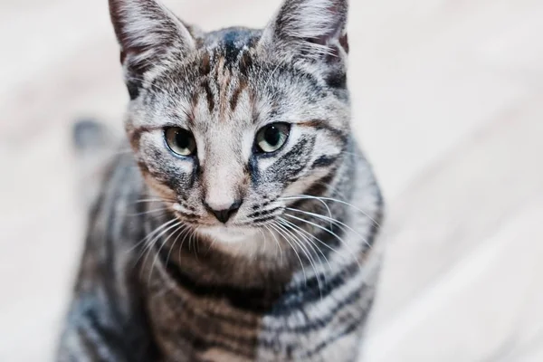 Jonge schoonheid kat — Stockfoto