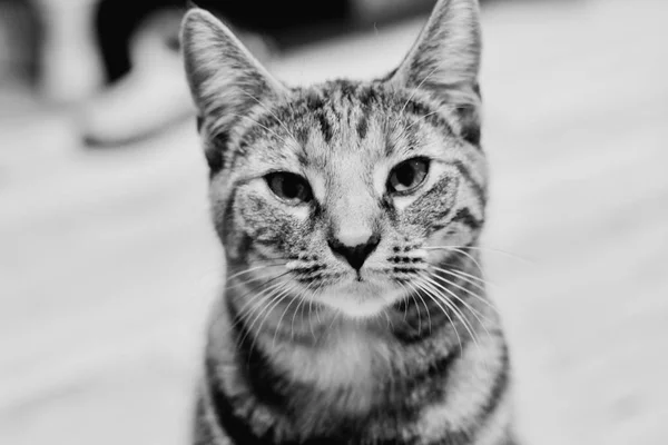 Νεαρά ομορφιά γάτα — Φωτογραφία Αρχείου