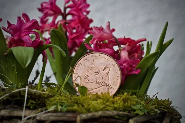 Concepto de flor de moneda Doge — Foto de Stock