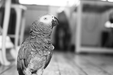 Afrika gri papağanı