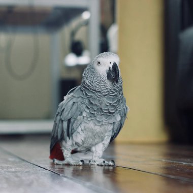 Afrika gri papağanı