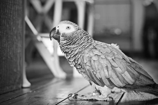 African Grey Parrot — Stock Photo, Image