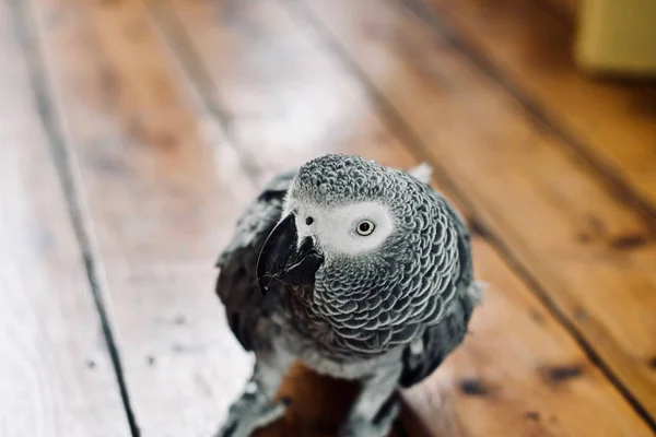 African Grey Parrot — Stock Photo, Image