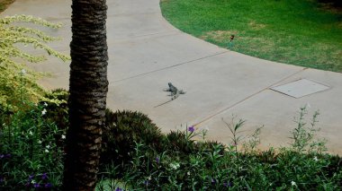 Bukalemun patika üzerinde