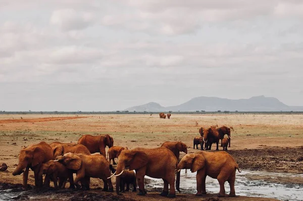 Familia de elefantes en el safari —  Fotos de Stock