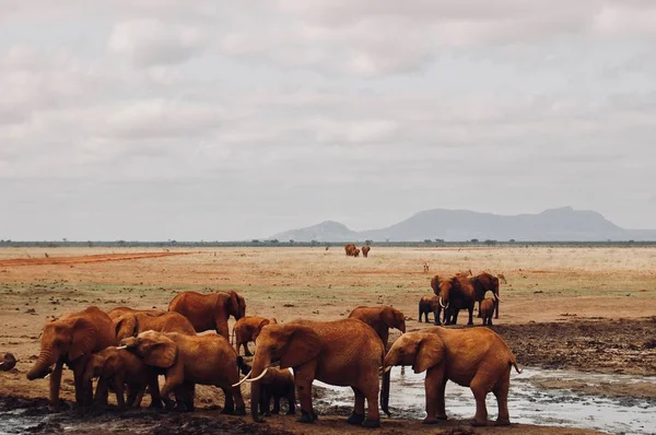 Famille d'éléphants sur le safari — Photo