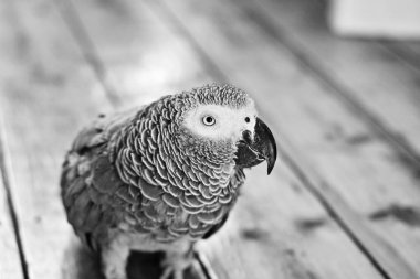 Afrika gri papağanı