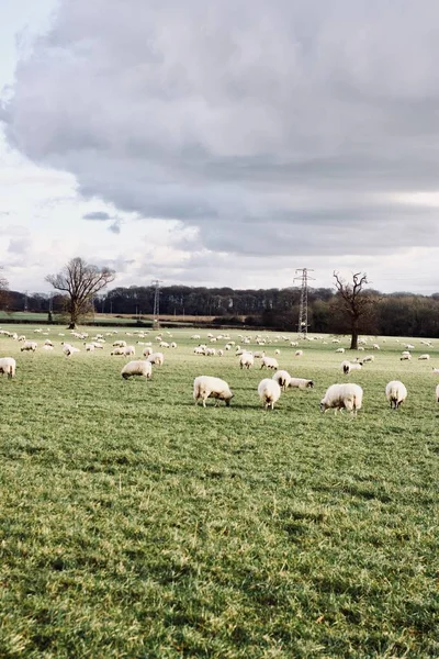 農場で羊を飼い — ストック写真