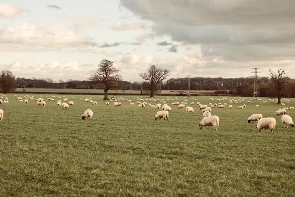 Ovelhas na fazenda — Fotografia de Stock