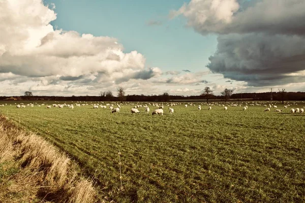 Вівці на фермі — стокове фото