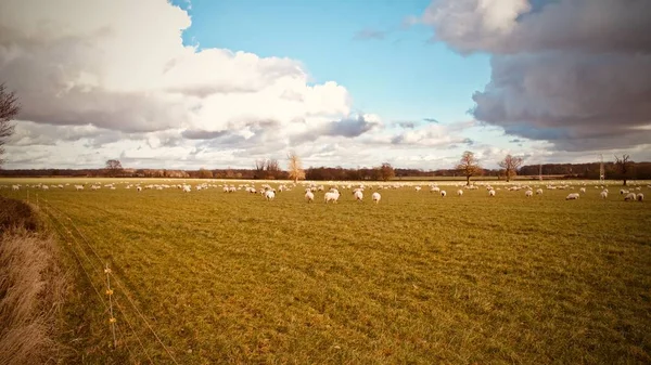 农场里的羊 — 图库照片