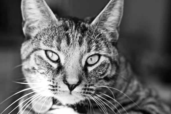 Gato jovem em casa — Fotografia de Stock