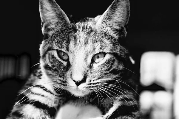 Junge Katze zu Hause — Stockfoto