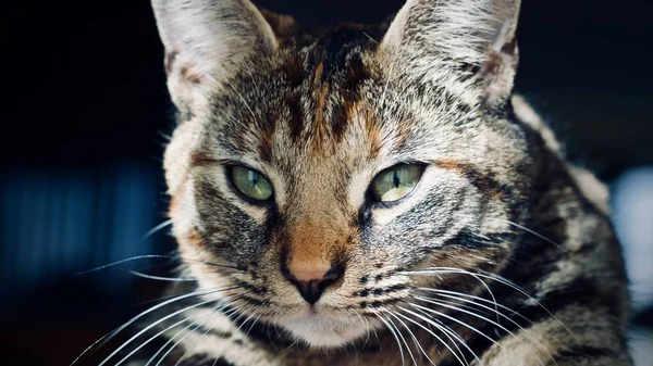 Junge Katze zu Hause — Stockfoto