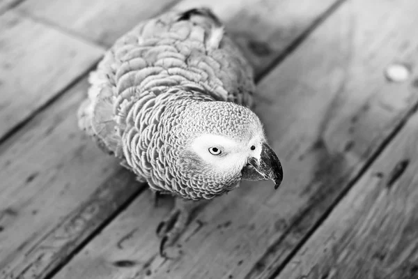 Amazona gris africana — Foto de Stock