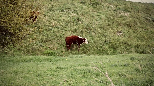 Vacas na aldeia — Fotografia de Stock
