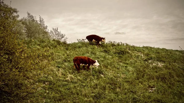 Vacas na aldeia — Fotografia de Stock