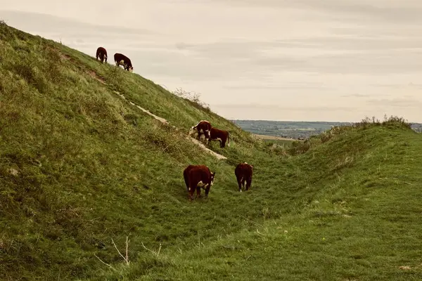 Krowy na wsi — Zdjęcie stockowe