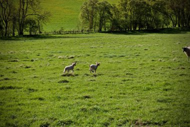 Alanları üzerinde koyun