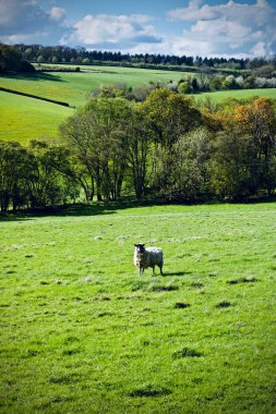 Alanları üzerinde koyun