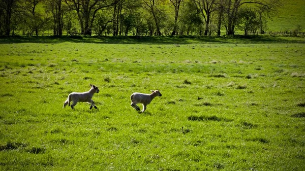 Ovelhas nos campos — Fotografia de Stock