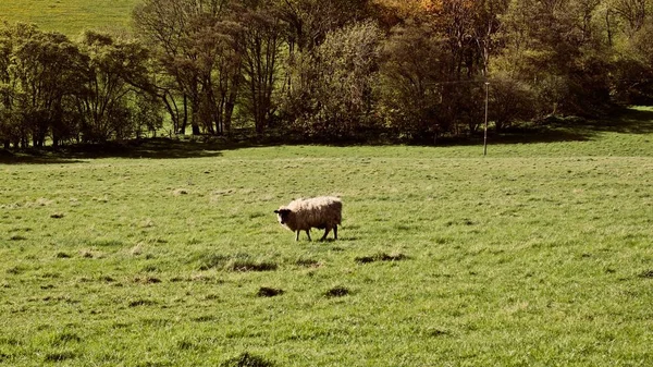 Moutons sur les champs — Photo