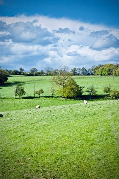 田野上的绵羊 — 图库照片