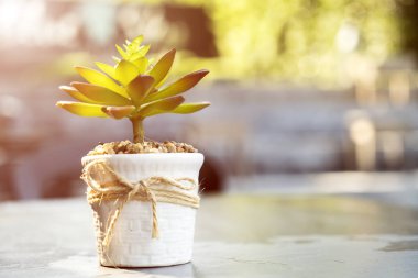 Küçük ağaç pot dekorasyon parlak güneş ışığı ile masada
