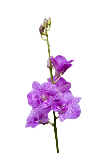 Krásná růžová orchidej na bílém pozadí — Stock fotografie