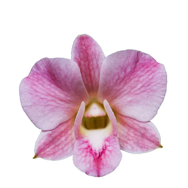 La floración de la orquídea rosa sobre fondo blanco — Foto de Stock