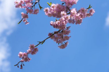 sakura veya kiraz çiçeği üzerinde mavi sky Park Şubesi
