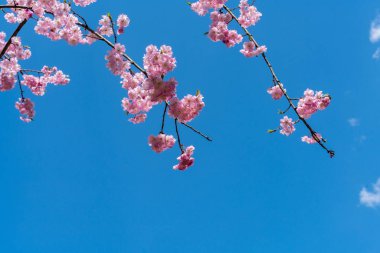 Güzel arka plan ile pembe kiraz çiçeği Şubesi