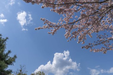 Pembe kiraz çiçeği dalı ile geniş açı arka plan