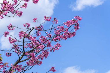 Sakura Çiçeği şube mavi gökyüzü arka plan üzerinde