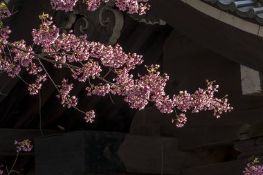 Kiraz çiçekleri olan ön plan binadan gölgeler