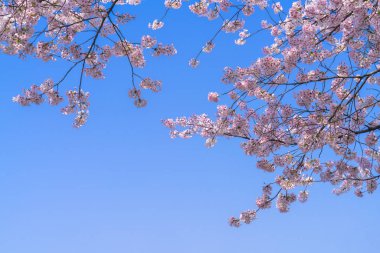 Mavi gökyüzü arka plan dalda kiraz çiçeği