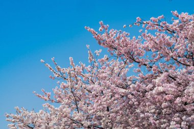 Sakura Çiçeği üzerinde mavi gökyüzü dalda