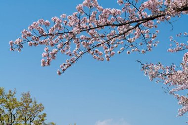 Arka plan mavi gökyüzü üzerinde pembe kiraz çiçeği dalı ile
