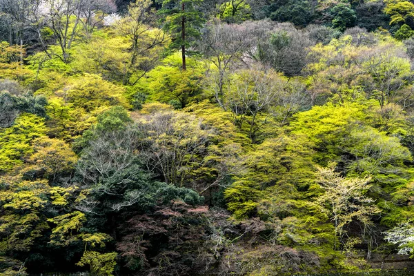 The natural background with green of trees — Stock Photo, Image