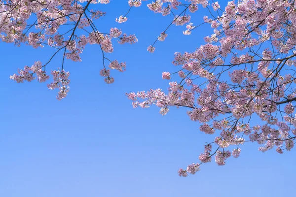 Mavi gökyüzü arka plan dalda kiraz çiçeği