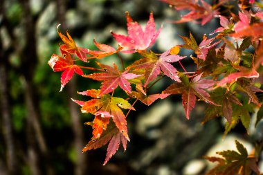 Turuncu akçaağaç dalda sonbahar sezonunda bırakır.