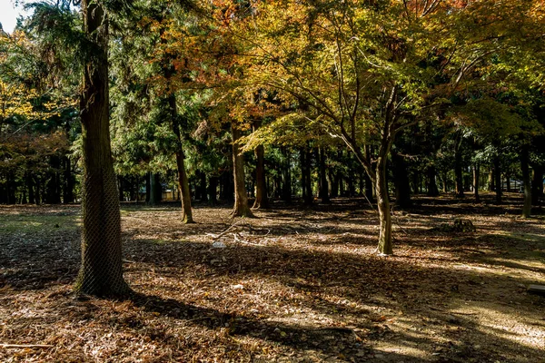地上的落叶包围了许多树 — 图库照片