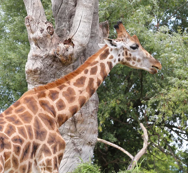 Giraffe mit langem Hals frisst die Blätter der Bäume — Stockfoto