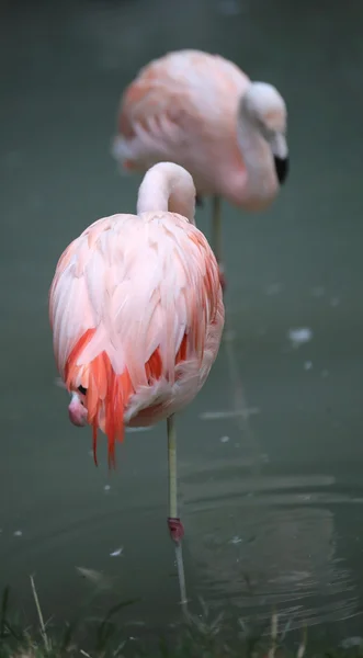 Twee roze flamingo's rusten op een been — Stockfoto