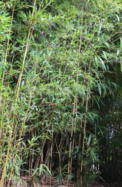 yeşil büyük bambu yaprakları ile takip ediyor.