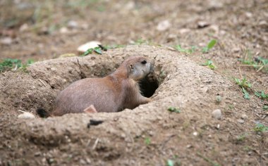 prairie dog goes inside its burrow dug in the sandy soil clipart