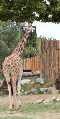 uzun boyunlu zürafa yiyor