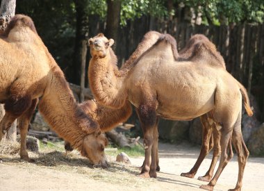 African camels while eating inside the zoo fence clipart
