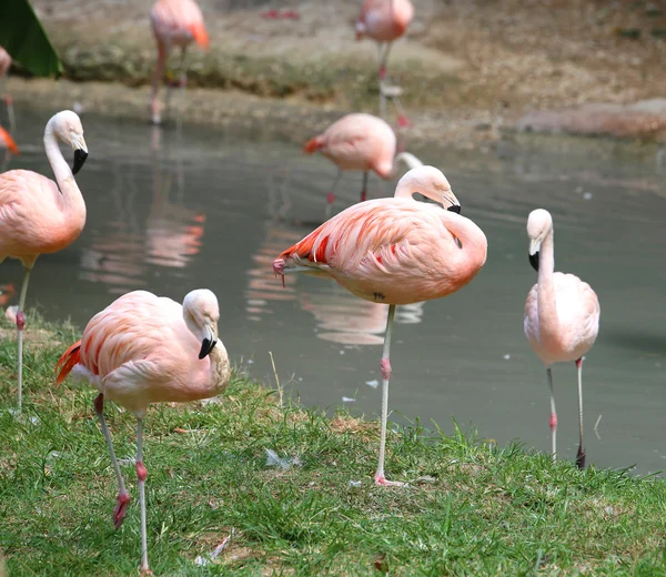 Rosafarbene Flamingos ruhen sich am Ufer des Teiches aus — Stockfoto