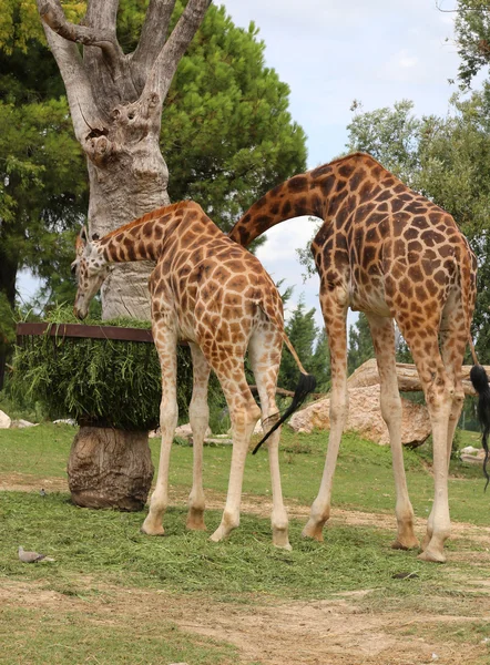 Duas girafas africanas com pescoço longo come — Fotografia de Stock
